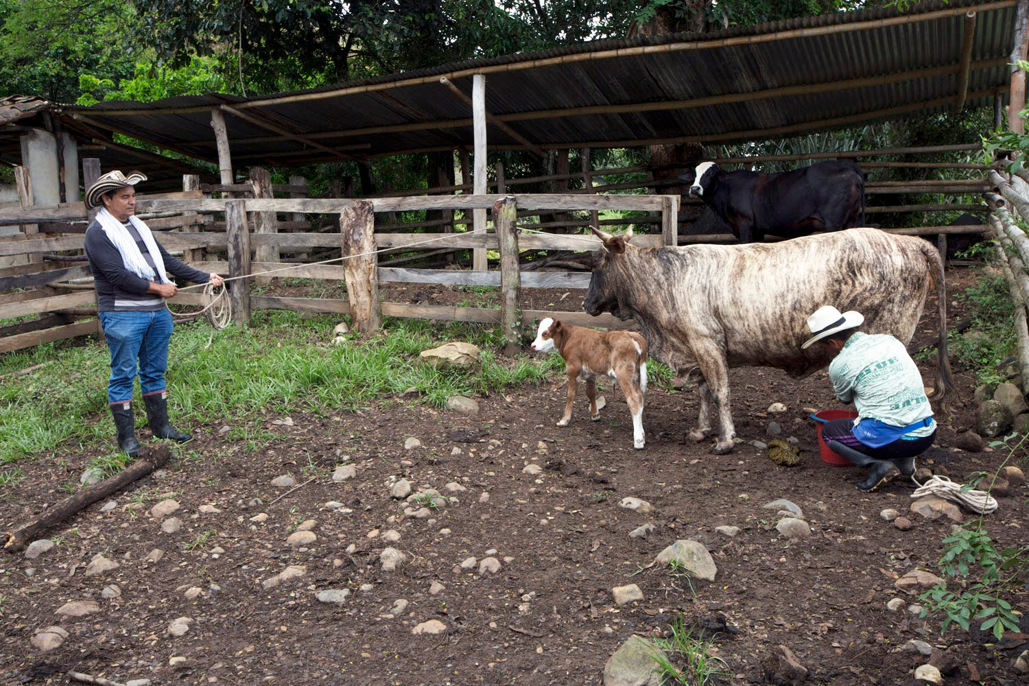 4.26 Farmer Milking Cow Carlos Munoz Copyright Stuart Freedman